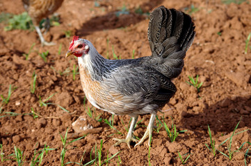 Beautiful Prue Bred Golden Duckwing American Game Hens