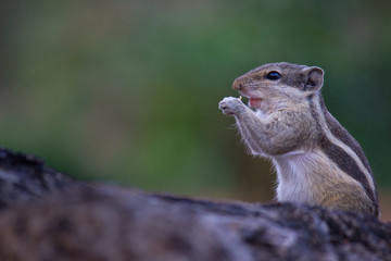 Squirrels are members of the family Sciuridae, a family that includes small or medium-size rodents. The squirrel family includes tree squirrels, ground squirrels, chipmunks, marmots, flying squirrels