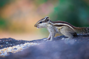Squirrels are members of the family Sciuridae, a family that includes small or medium-size rodents. The squirrel family includes tree squirrels, ground squirrels, chipmunks, marmots, flying squirrels