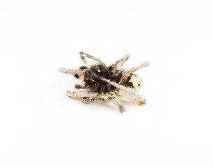 spider on white