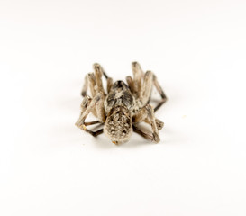 spider on white