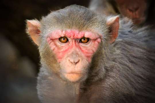 Rhesus macaques are Asian, old monkeys. Their natural range includes Afghanistan, Pakistan, India, Southeast Asia, and China. A few troops of introduced rhesus macaques now live wild in Florida.