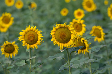 Yellow sunflowers plants on field
