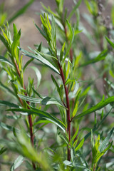 Tarragon or estragon green plant, culinary and medicinal plant