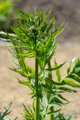 Medicinal plant valerian, extract of valerian root have sedative and anxiolytic effects,  promote...