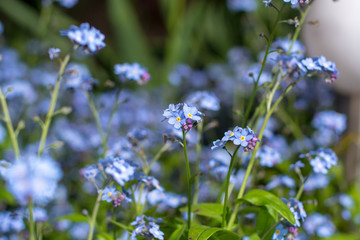 Spring flowers blue forget-me-not in garden