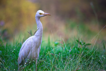 Fototapeta premium Cattle Egret in the garden in its natural habitat in a soft blurry background.
