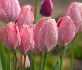 National Dutch flowers, Dutch tulips spring blossom in garden
