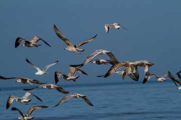Möwen im Flug über der Nordsee