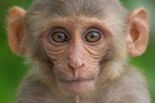 Rhesus macaques are familiar brown primates with red faces and rears. They have close-cropped hair on their heads, which accentuates their very expressive faces.