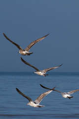Vier Möwen im Flug über der Nordsee