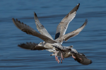 Möwen im Flug über der Nordsee