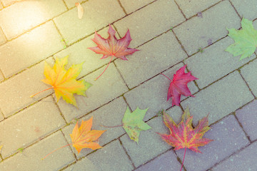 Autumn composition made of autumn dry multi-colored maple leaves on on gray paving slabs. Autumn,...