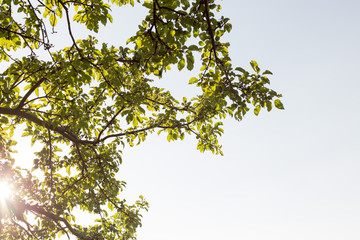 the sun through the leaves of a tree