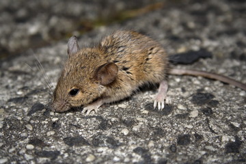 House Mouse outdoors on concrete pavement