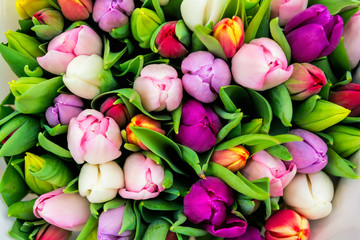 Fresh spring tulips