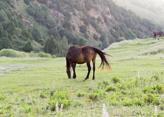 Fototapeta na wymiar Wild horses in a nature reserve. The horses belonging to a local farm. The farm is closed. Horses are walking by themselves