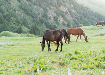 Fototapeta na wymiar Wild horses in a nature reserve. The horses belonging to a local farm. The farm is closed. Horses are walking by themselves