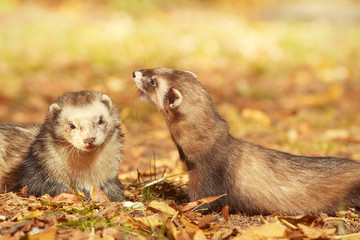 Ferret couple posing and enjoying their walk and game in autumn park