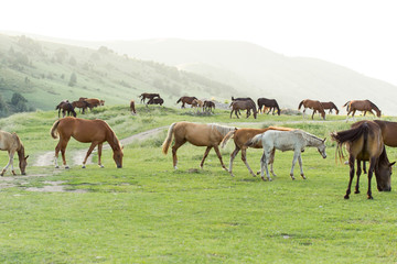 Fototapeta premium Wild horses in a nature reserve. The horses belonging to a local farm. The farm is closed. Horses are walking by themselves
