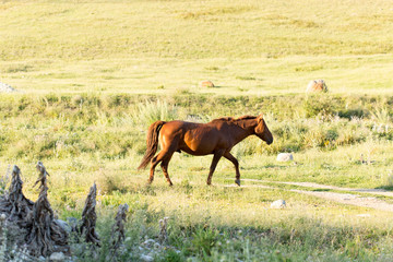 Wild horses in a nature reserve. The horses belonging to a local farm. The farm is closed. Horses...