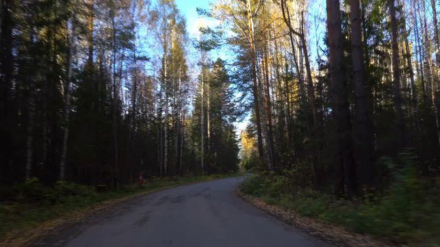 walk along the autumn forest road