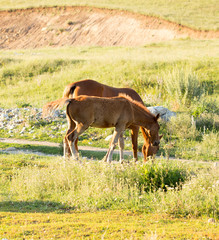 Obraz na płótnie Canvas Wild horses in a nature reserve. The horses belonging to a local farm. The farm is closed. Horses are walking by themselves