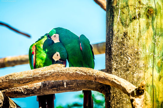 guacamayas