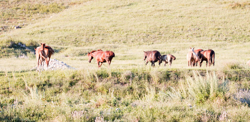 Wild horses in a nature reserve. The horses belonging to a local farm. The farm is closed. Horses are walking by themselves