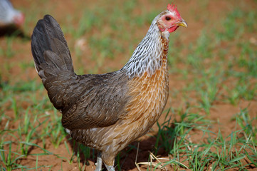 Beautiful Prue Bred Golden Duckwing American Game Hen