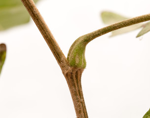 Maple tree branch on white close-up