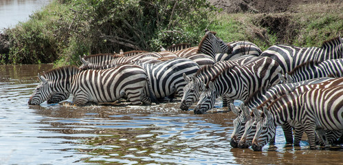 Fototapeta na wymiar Large group of Zebras drinking at waters edge