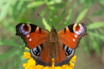 Nymphalidae / Tavus Kelebeği / / Inachis io