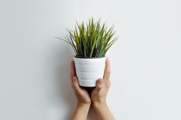 Hands are holding green grass in a pot, on a white, gray background. Side view of green grass in hands. Environmental protection, concept of care for plants and ecology.