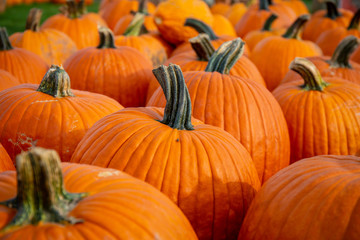 Pumpkins in a pumpkin patch