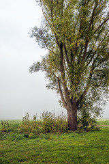 Obraz premium Large willow shrub on an early misty morning in autumn between the green grass and wild plants on the edge of a Dutch field