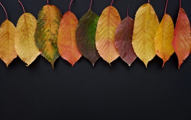 autumn leaves on black background