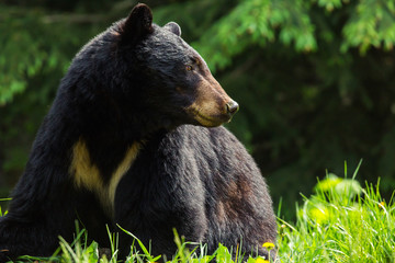 Black Bear Close Up