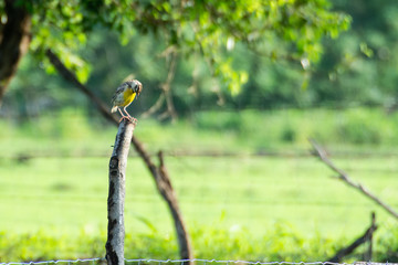 Pradero Tortillaconchile