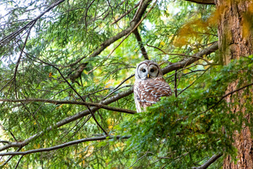 Fototapeta premium The Owl #2