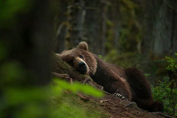 A sleepy Kodiak bear