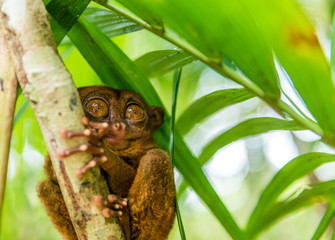 Philippine tarsier sitting on a tree, Bohol, Philippines. With selective focus.