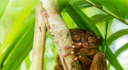 Philippine tarsier sitting on a tree, Bohol, Philippines. With selective focus.