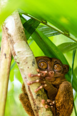 Philippine tarsier sitting on a tree, Bohol, Philippines. With selective focus. Vertical.