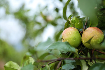 Tree branch with ripe apples in garden, closeup