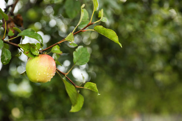 Branch of apple tree with ripe fruit in garden