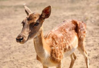 Cute doe in zoological garden on sunny day