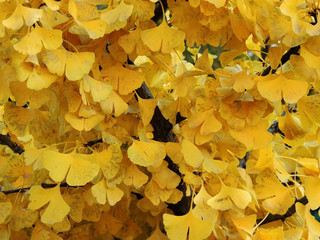 Background from yellowed ginkgo leaves (Ginkgo biloba)