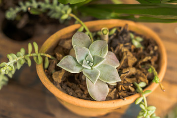 Vaso de Flores