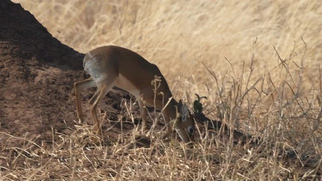 tracking shot of a dik dik, a small african antelope, at tarangire national park in tanzania